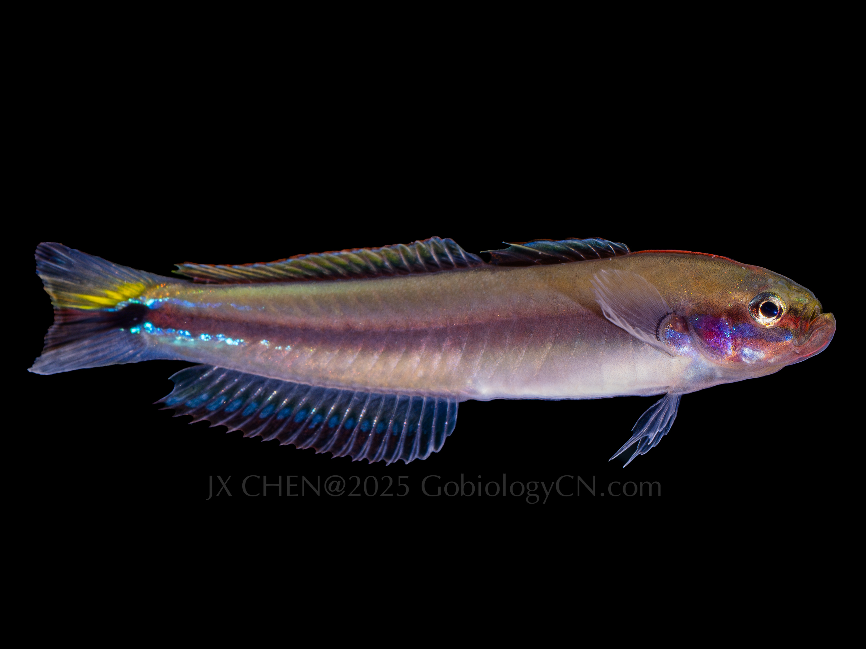 Parioglossus philippinus 1