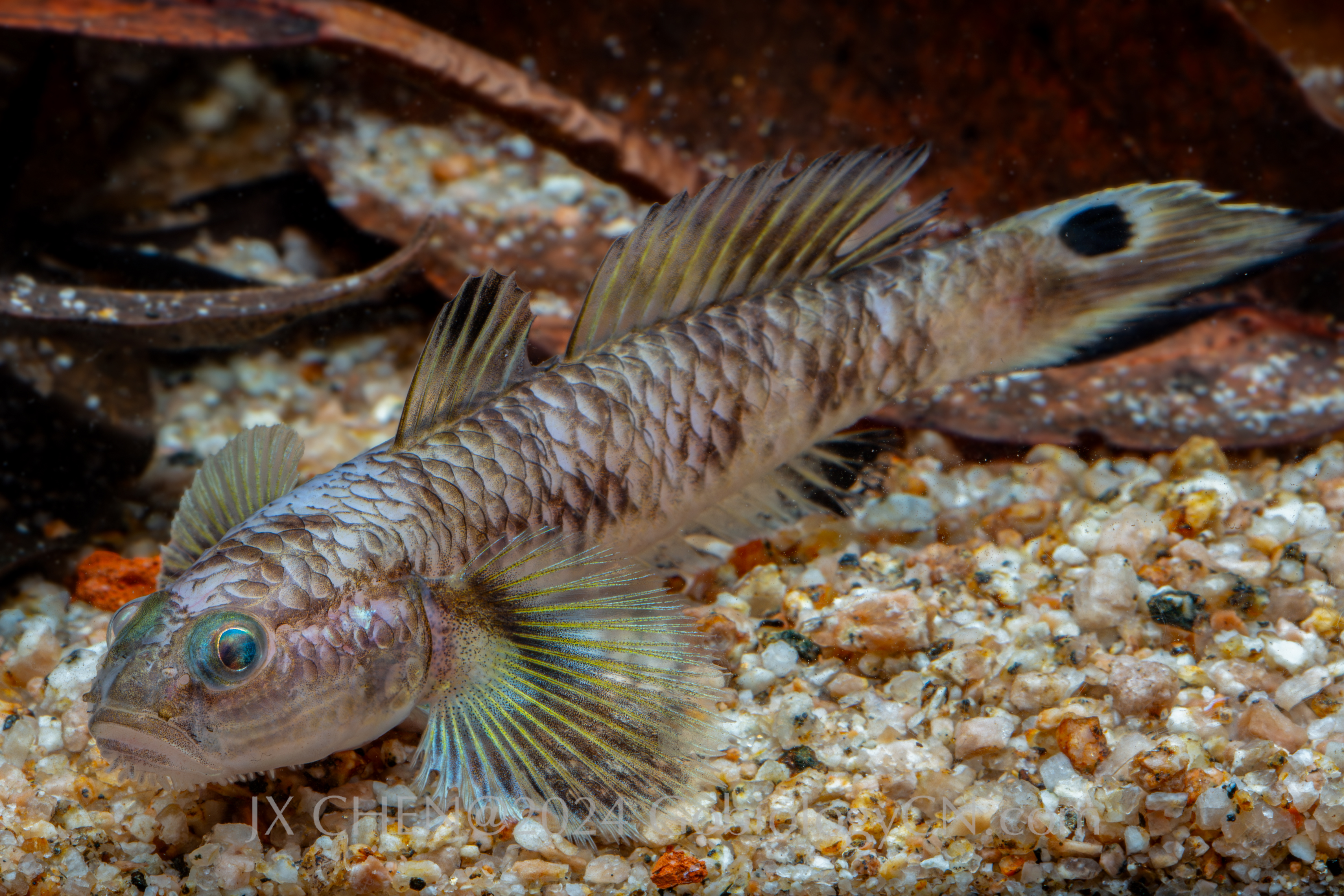 Parachaeturichthys polynema