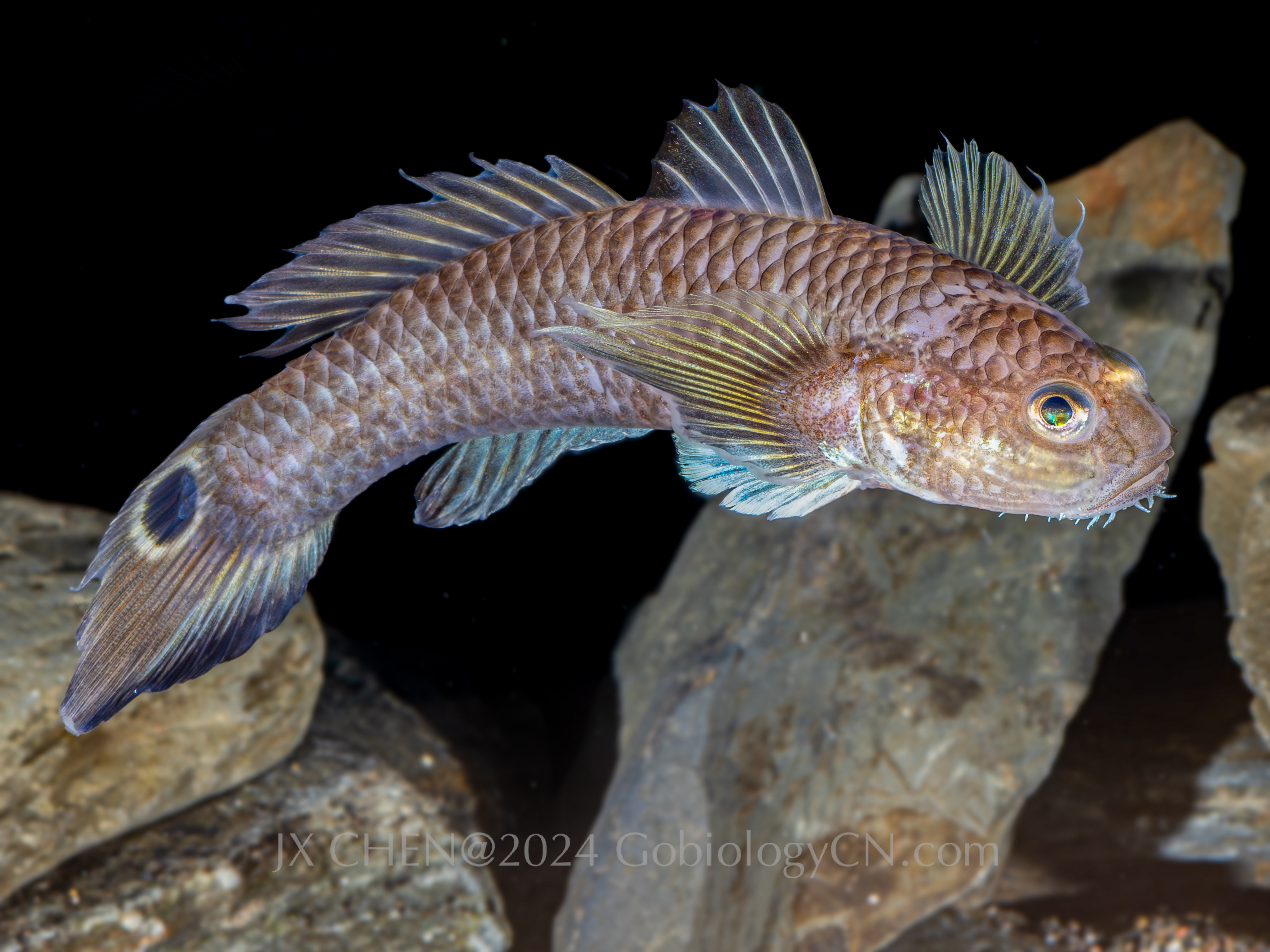 Parachaeturichthys polynema ningde