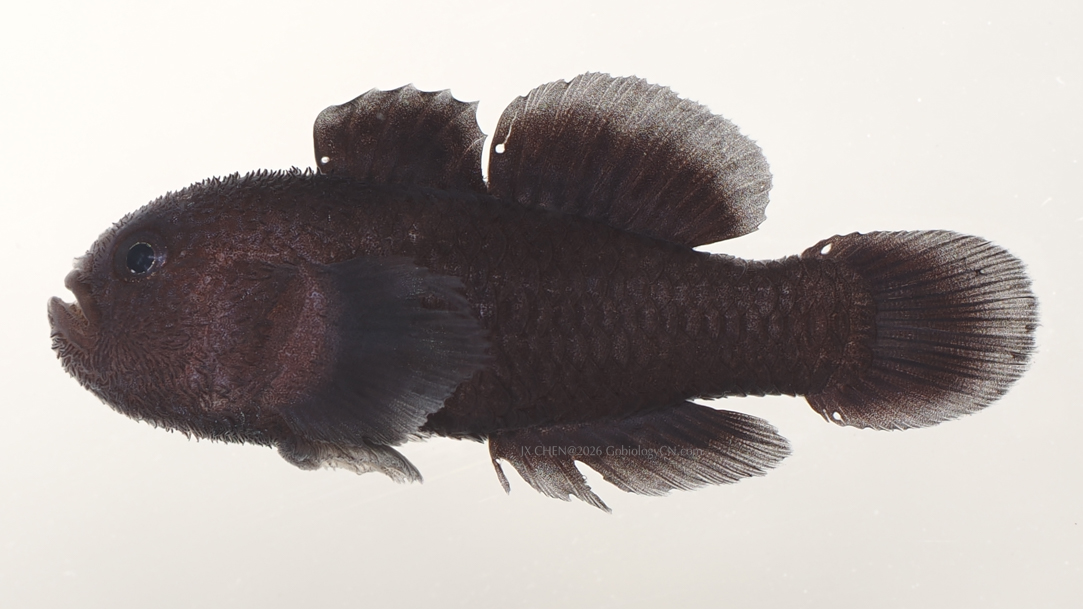 Paragobiodon melanosoma Image 