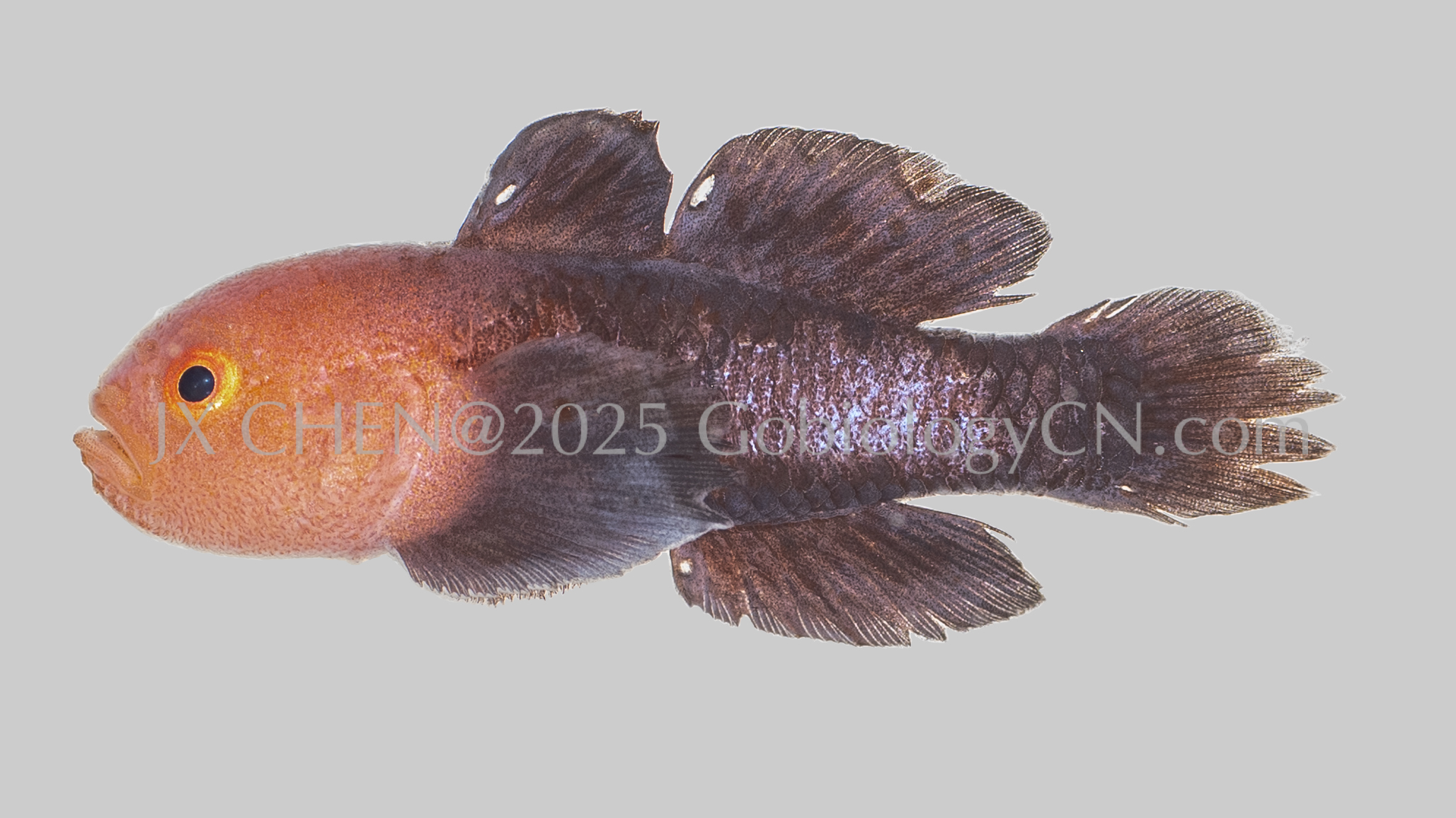 Paragobiodon modestus Image 