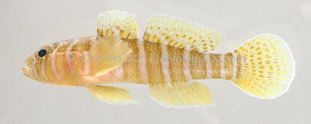 Priolepis cincta Image 