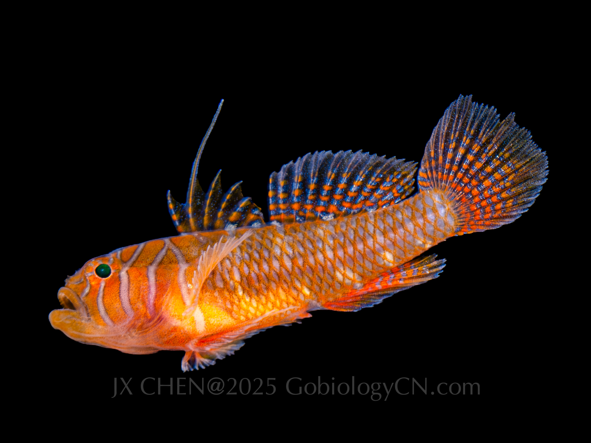 Priolepis nuchifasciata 1