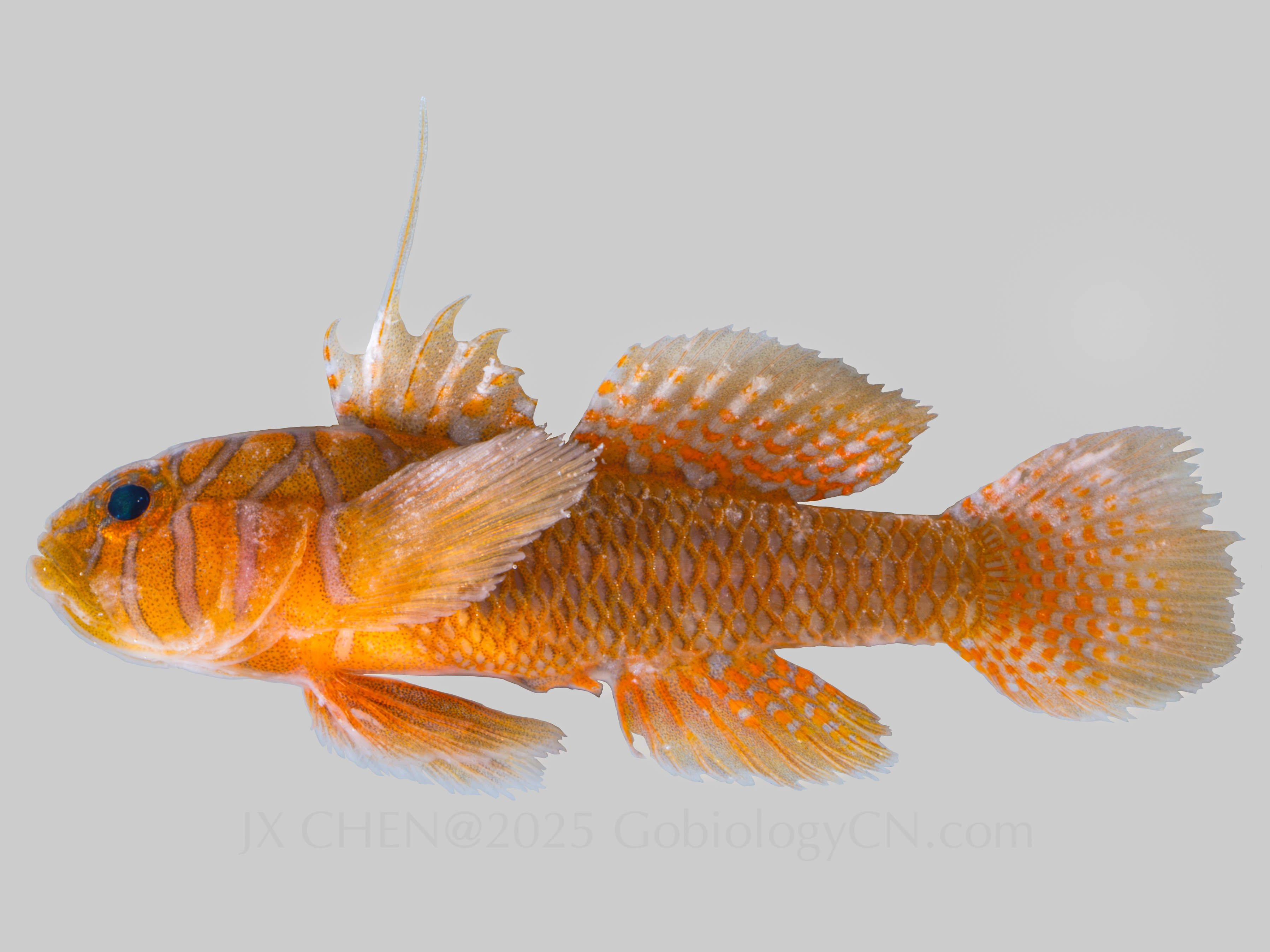 Priolepis nuchifasciata 2