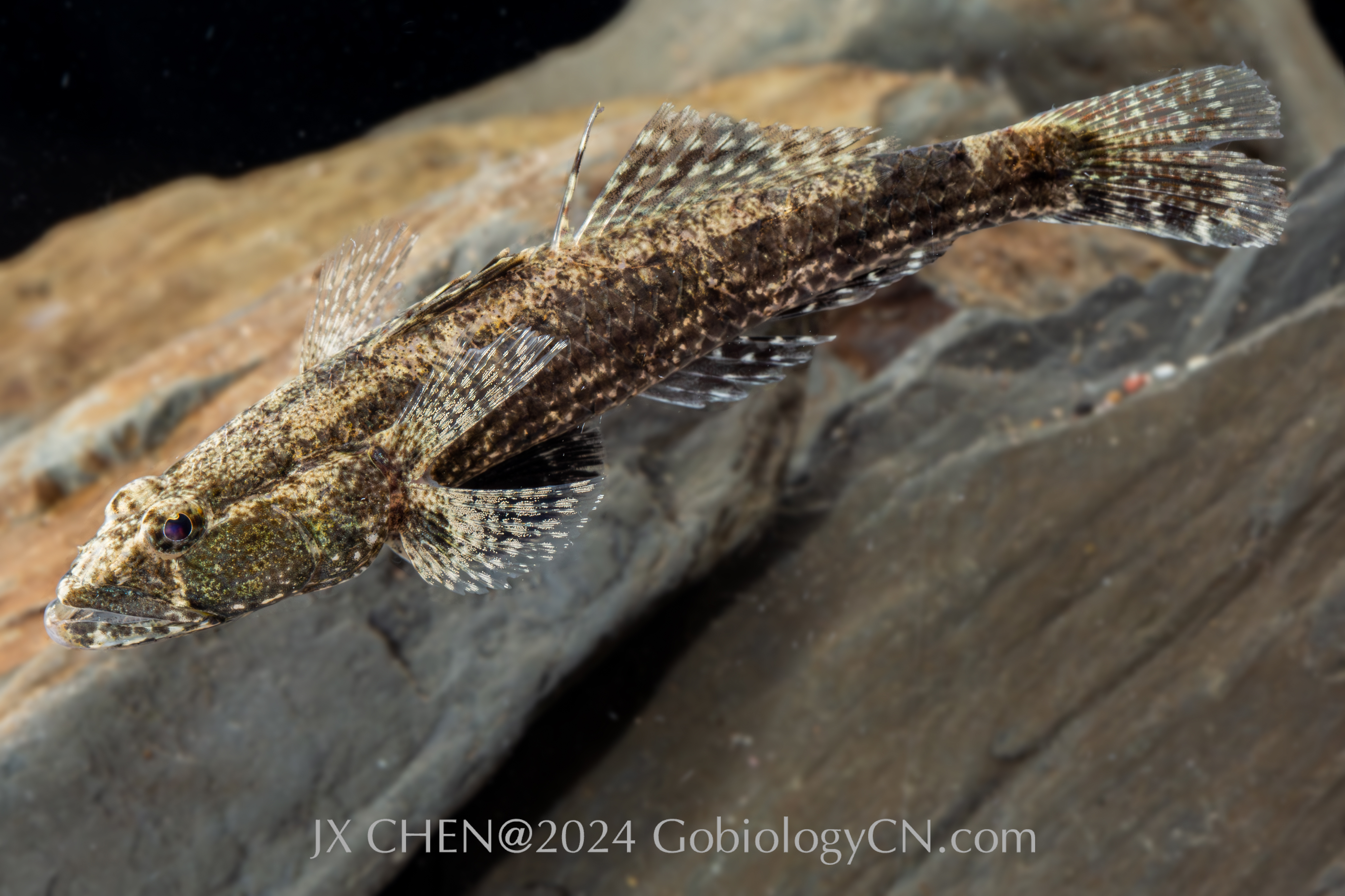 Psammogobius biocellatus1 Image