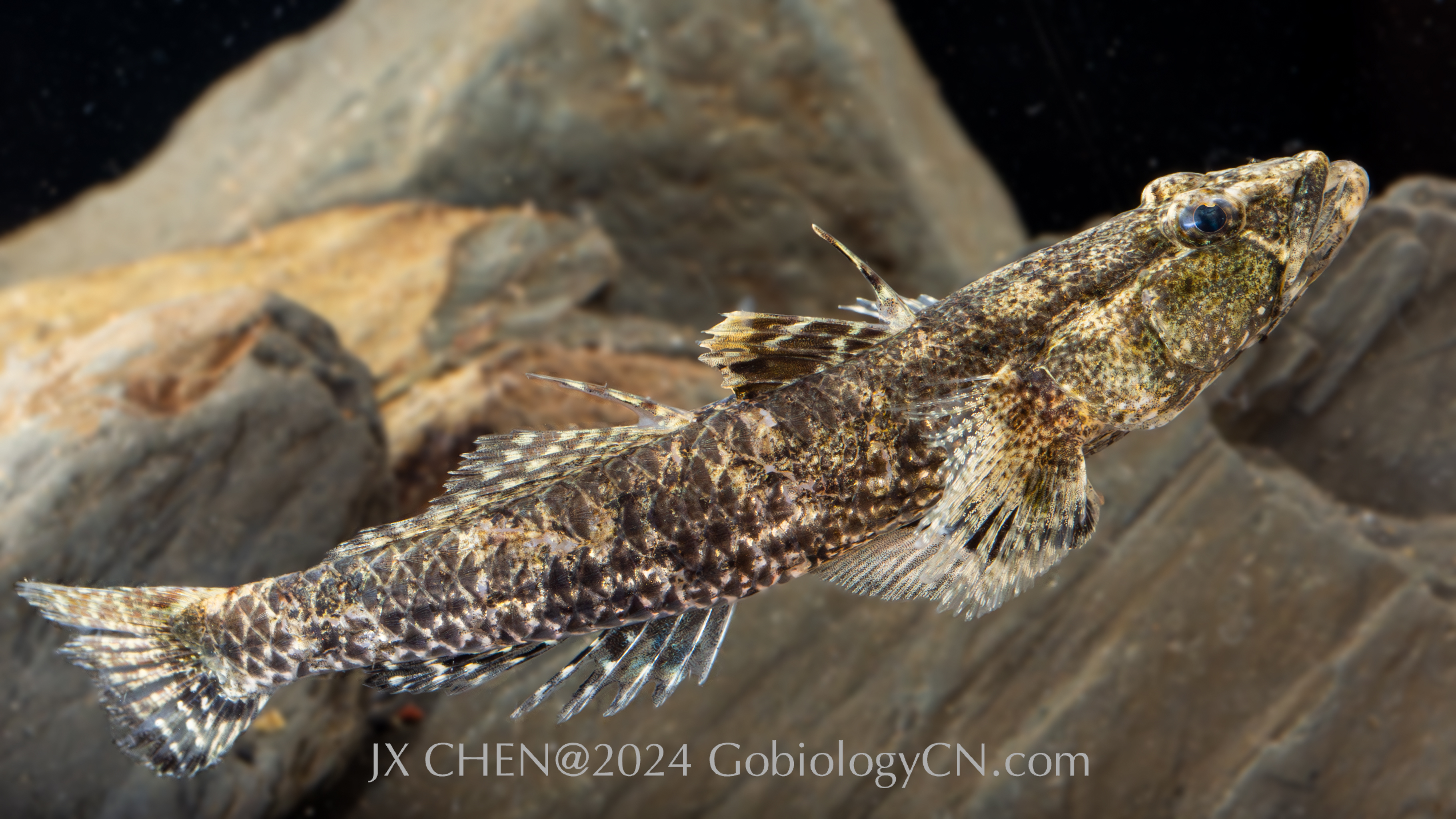 Psammogobius biocellatus2 Image