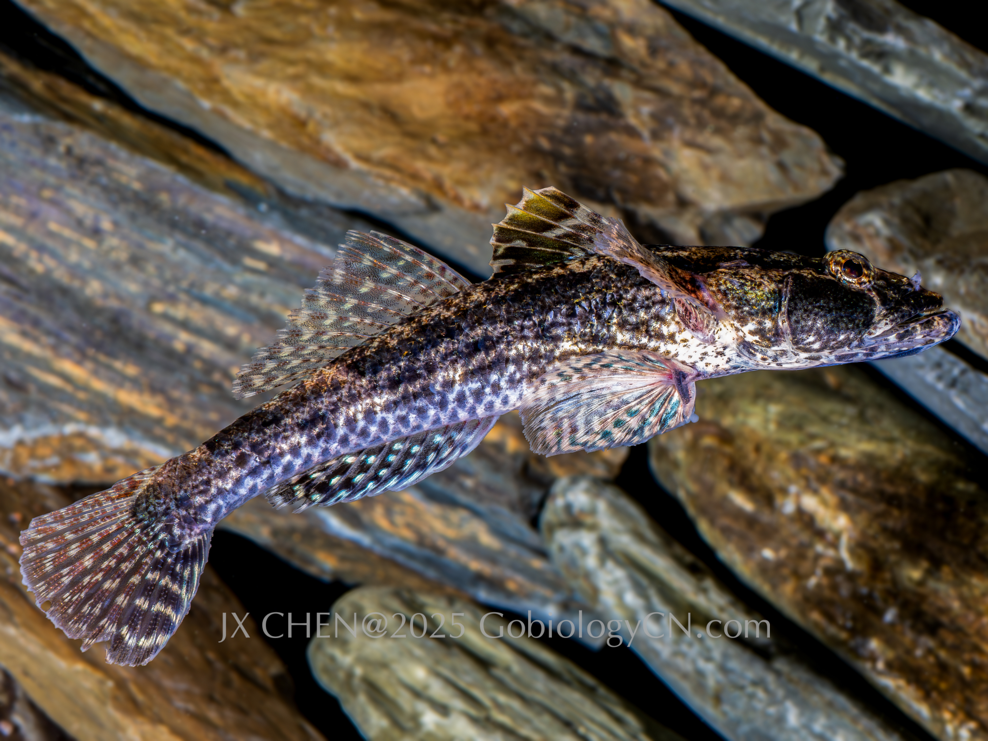 Psammogobius biocellatus lingshui1 Image
