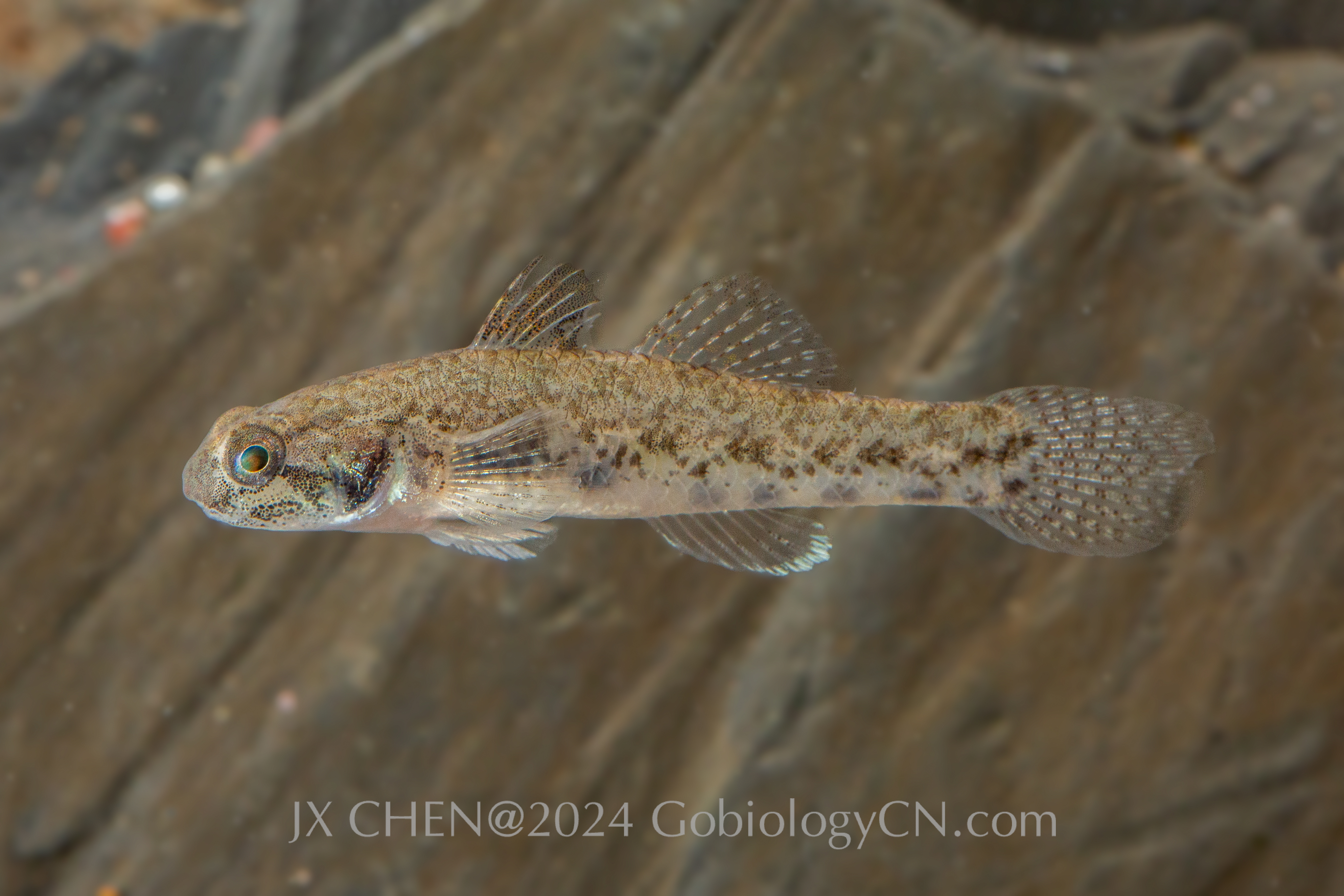Pseudogobius taijiangensis female Image