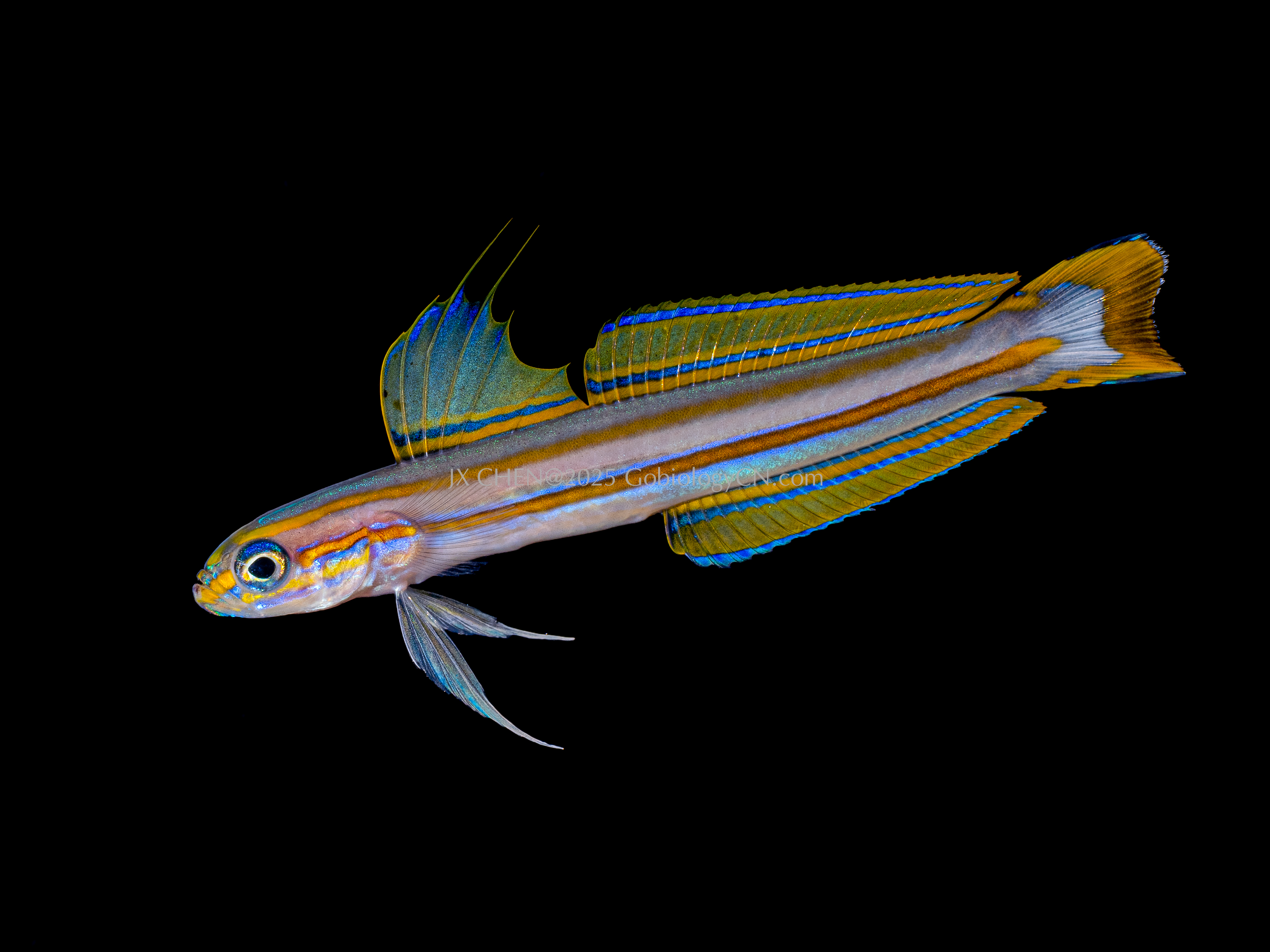 Ptereleotris grammica 1
