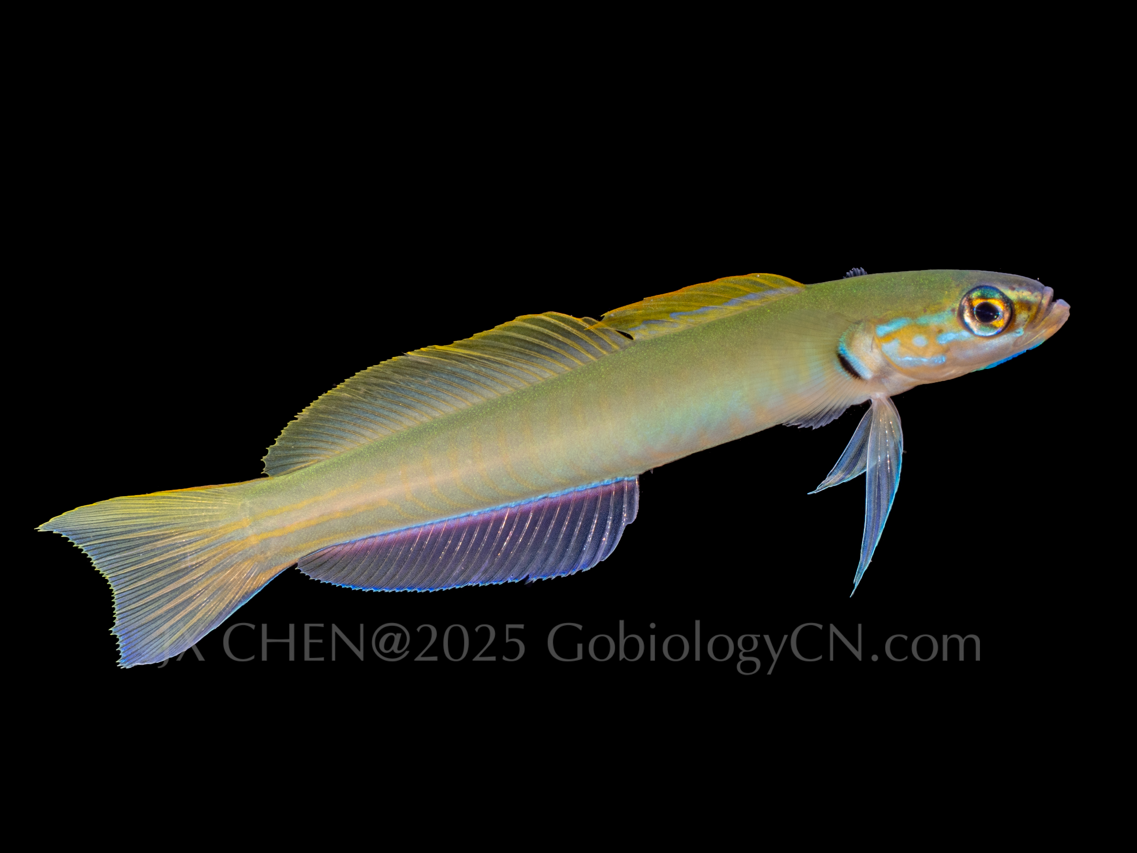 Ptereleotris microlepis 1