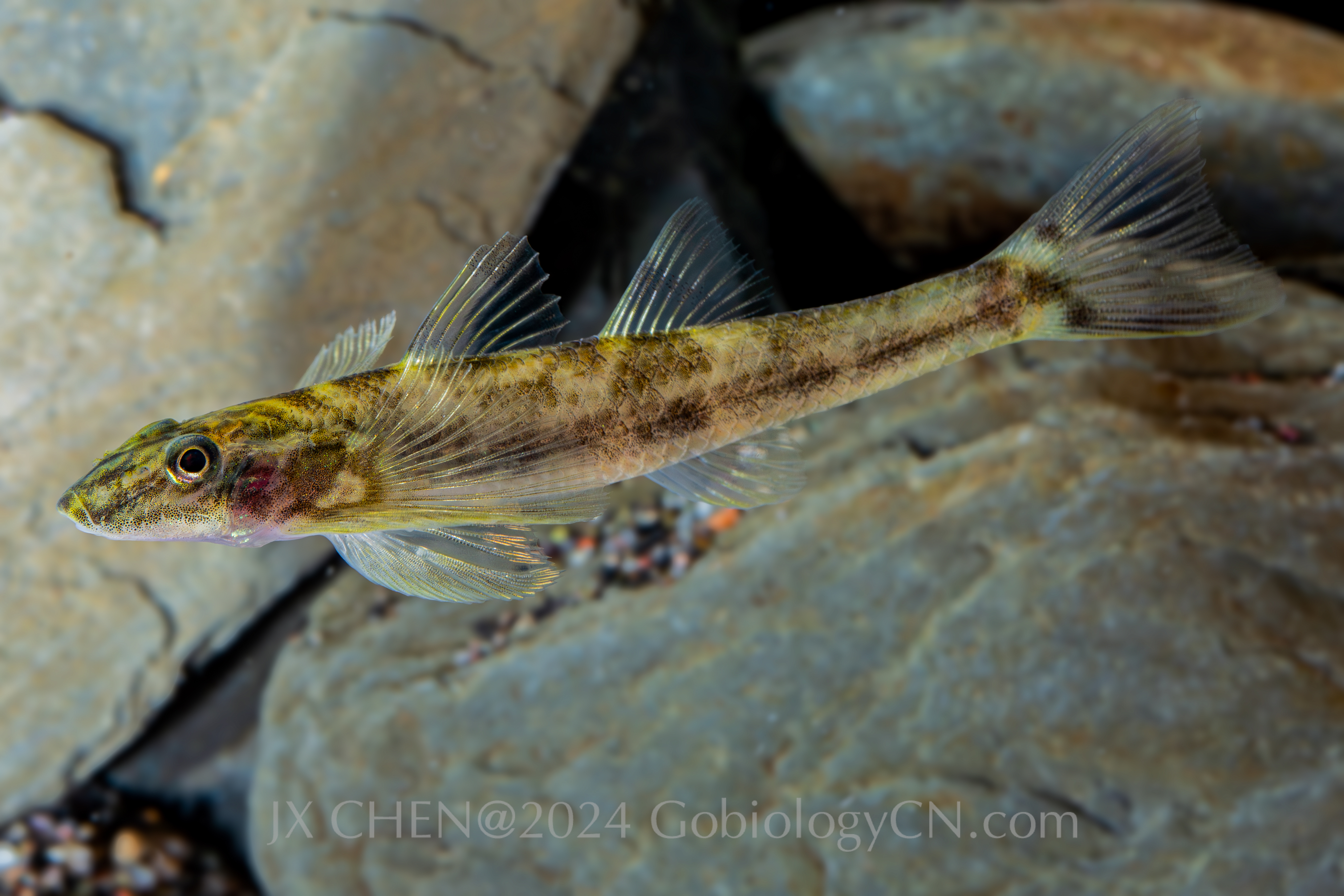 Rhyacichthys aspro 1