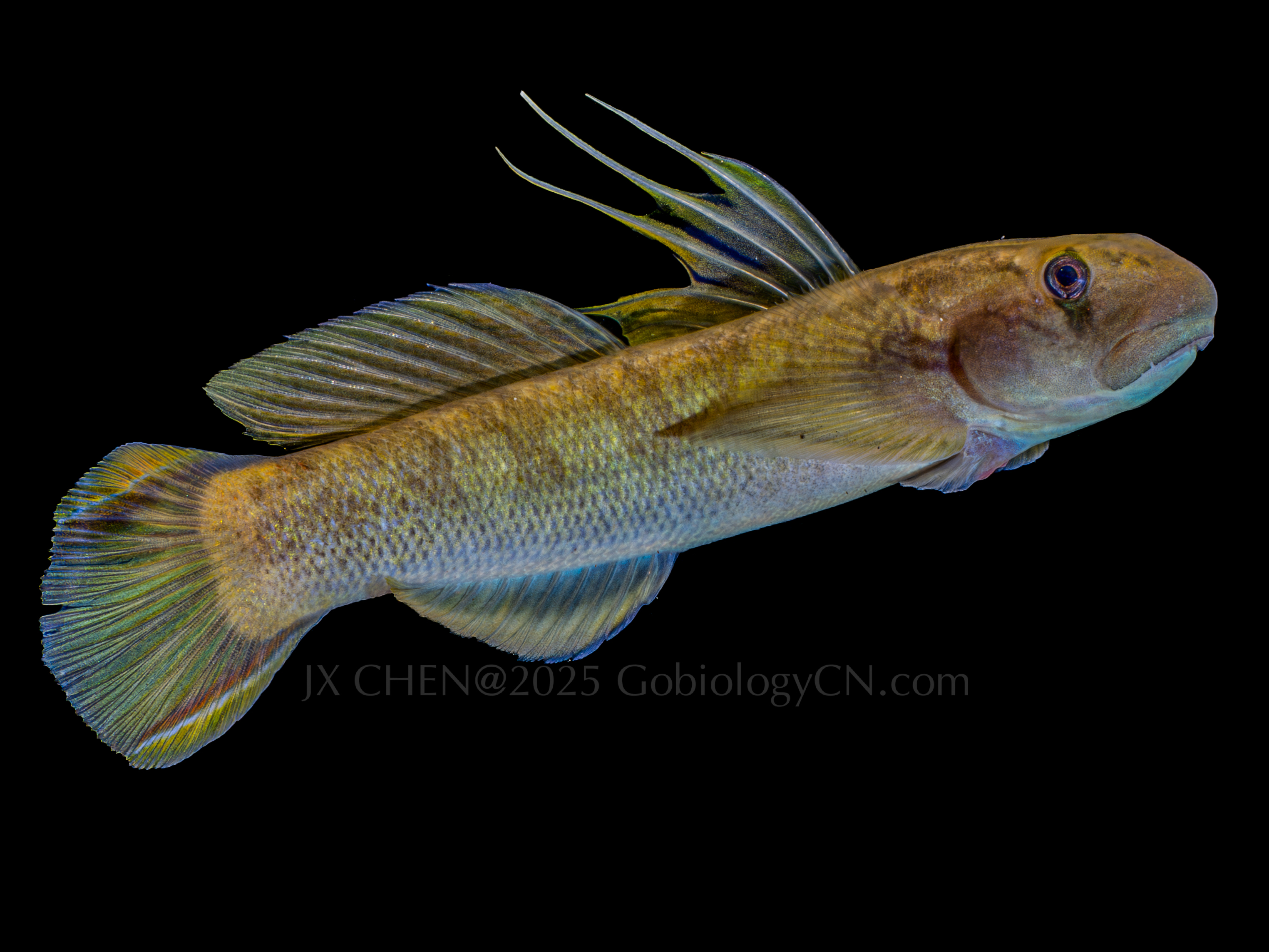 Sicyopterus longifilis 1