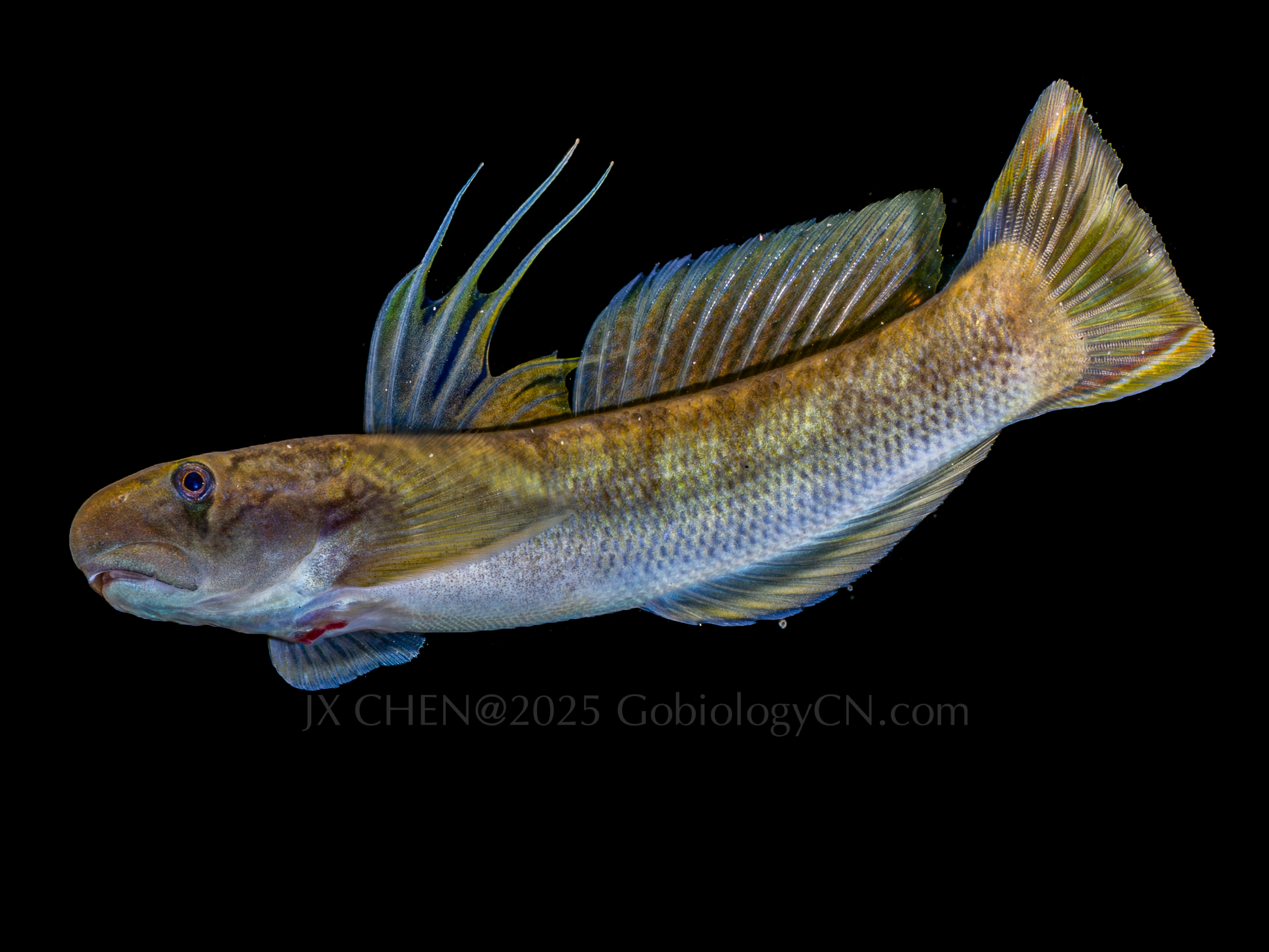 Sicyopterus longifilis 2