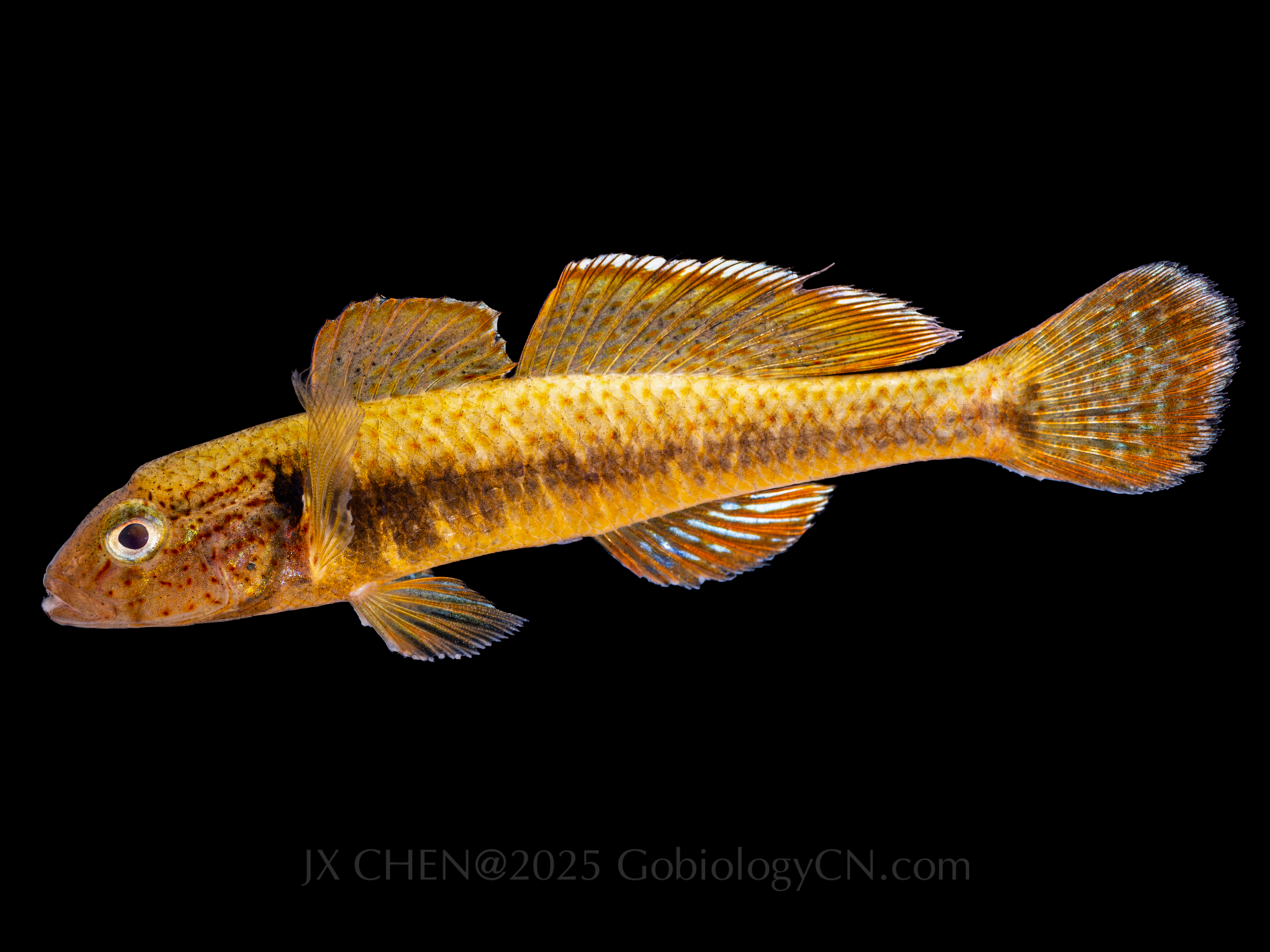 Sineleotris saccharae 3