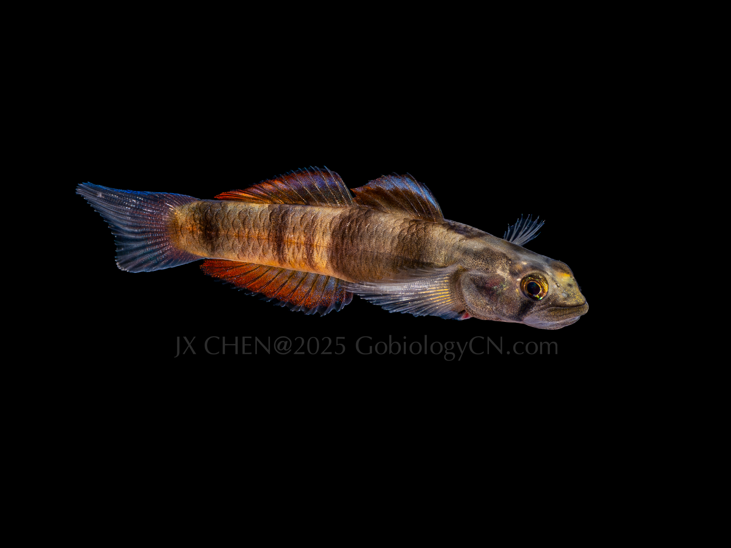 Sicyopus zosterophorus 1