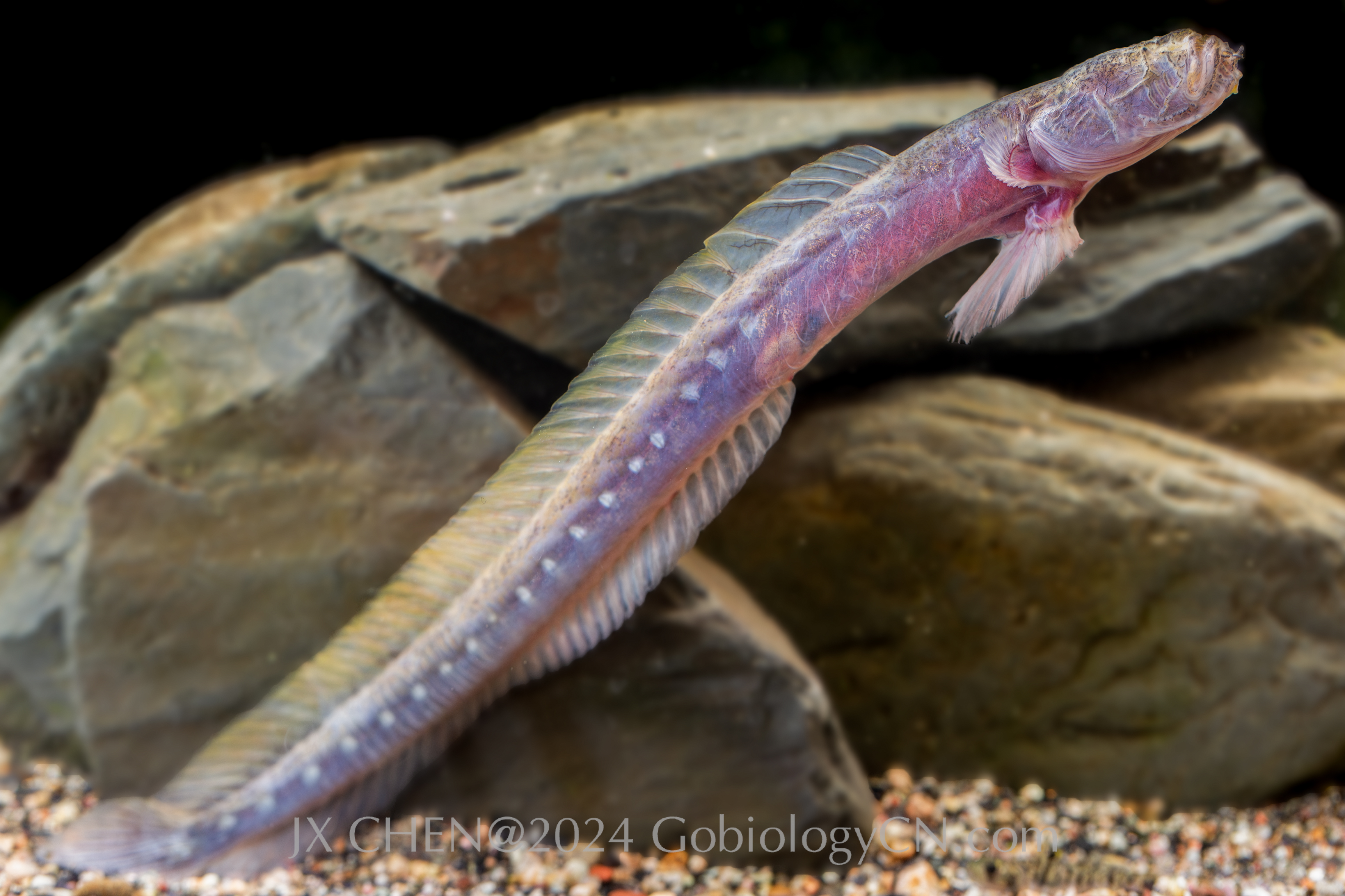 Taenioides anguillaris 1