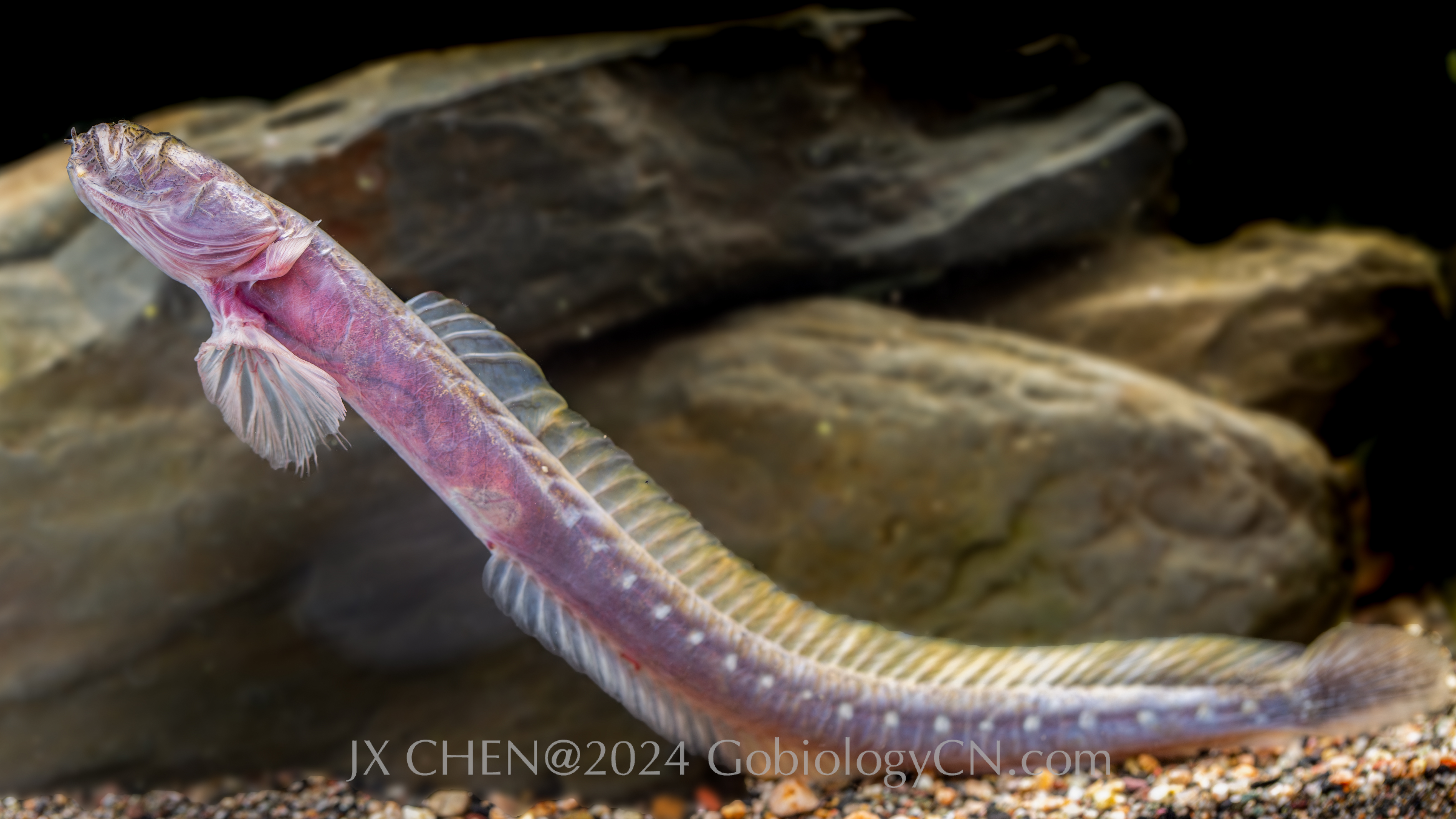 Taenioides anguillaris 2