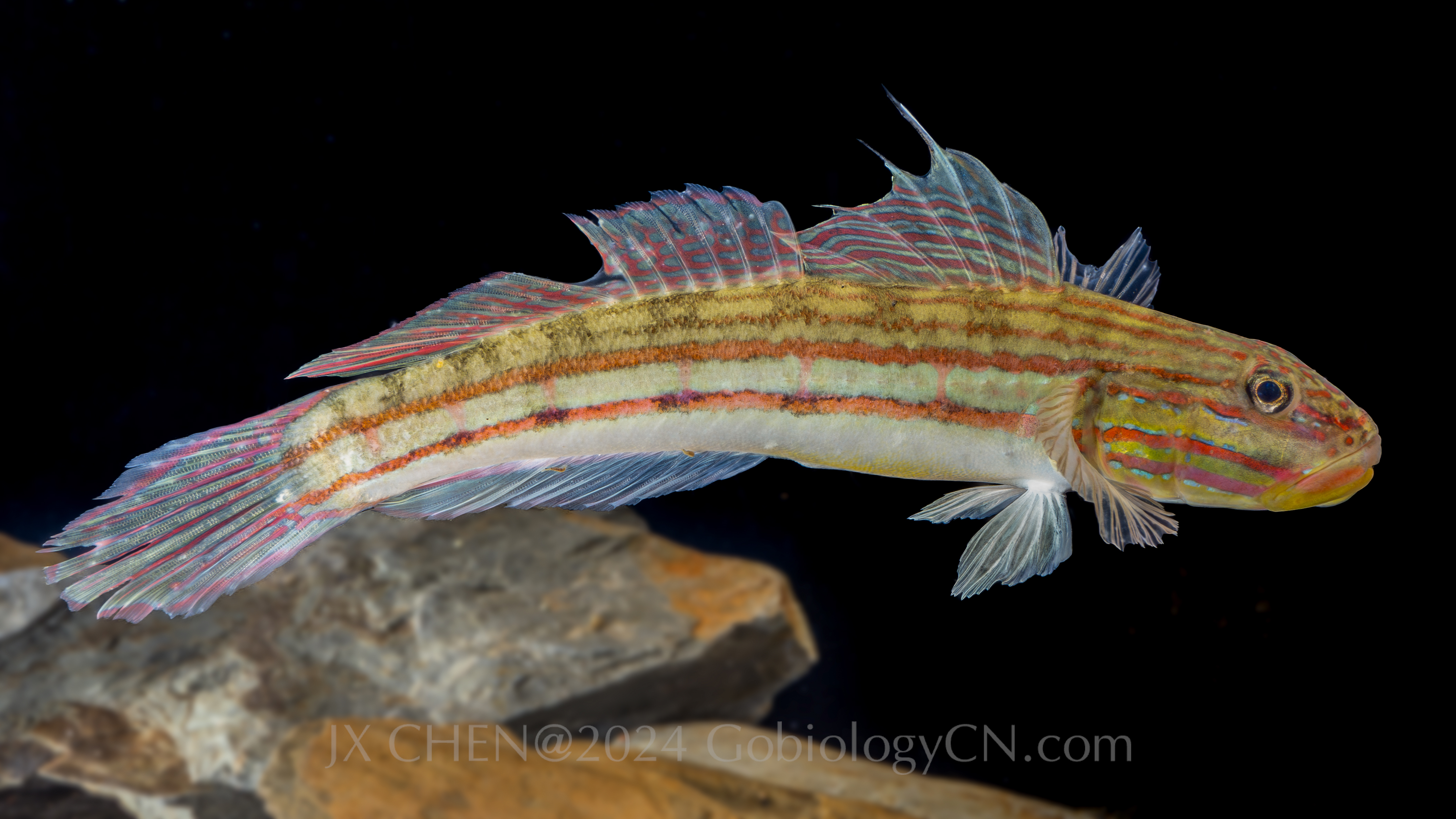 Valenciennea muralis